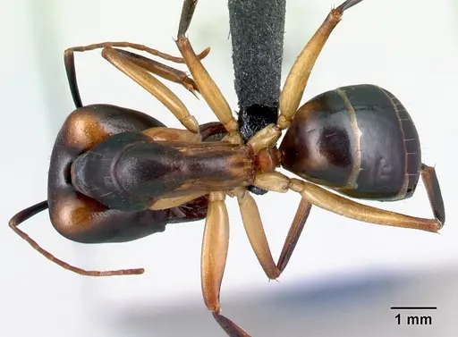 Camponotus tapia specimen