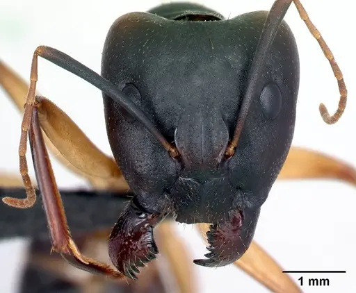 Camponotus tapia specimen
