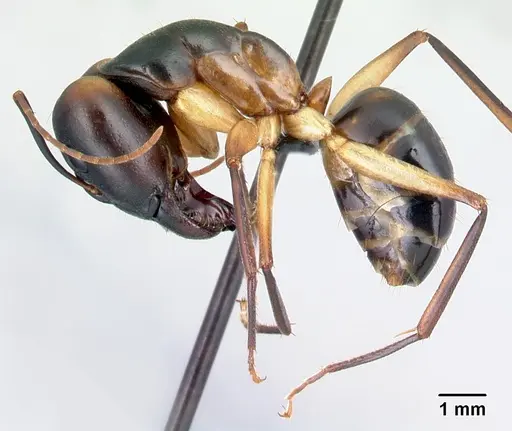 Camponotus tapia specimen