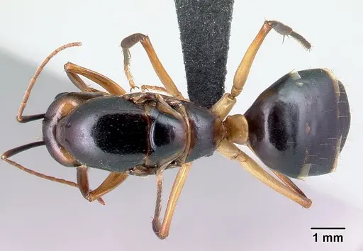 Camponotus tapia - CASENT0128355