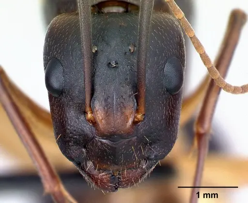 Camponotus tapia - CASENT0128355