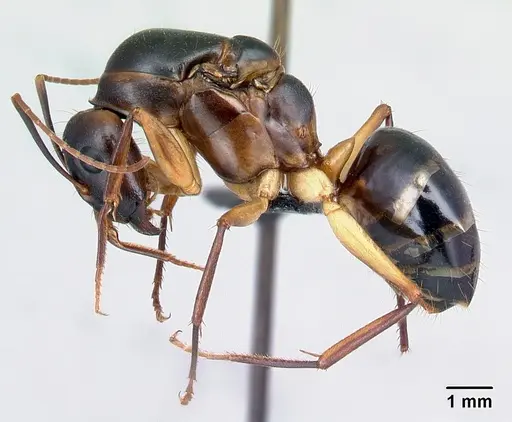 Camponotus tapia - CASENT0128355