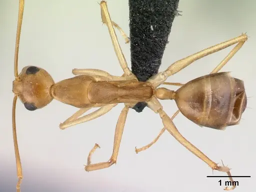 Camponotus tapia - CASENT0217310