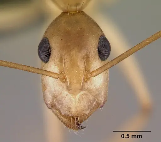 Camponotus tapia - CASENT0217310