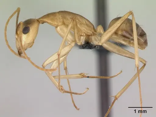 Camponotus tapia - CASENT0217310