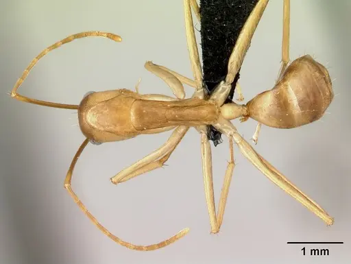 Camponotus tapia - CASENT0493939