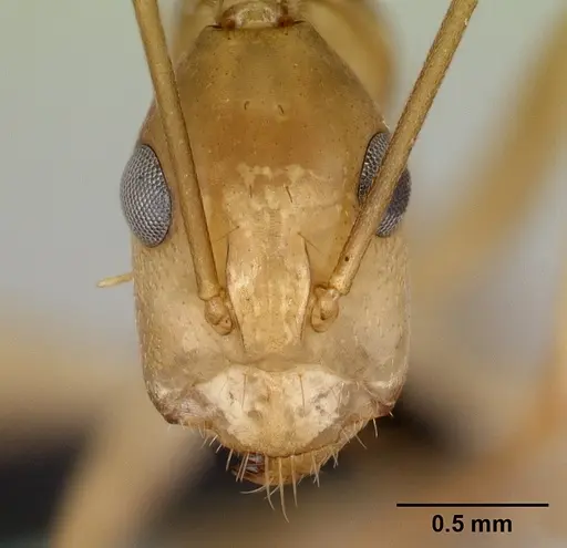 Camponotus tapia - CASENT0493939