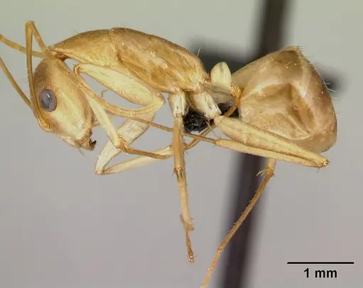 Camponotus tapia - CASENT0493939
