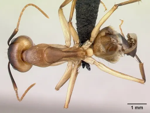 Camponotus tapia - CASENT0493942