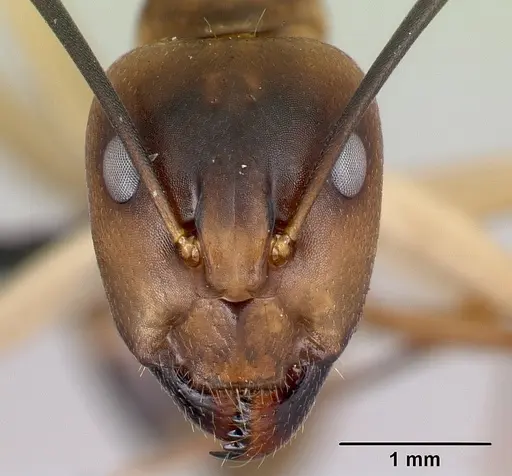 Camponotus tapia - CASENT0493942