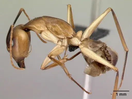 Camponotus tapia - CASENT0493942