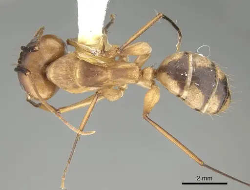 Camponotus tapia - CASENT0919828