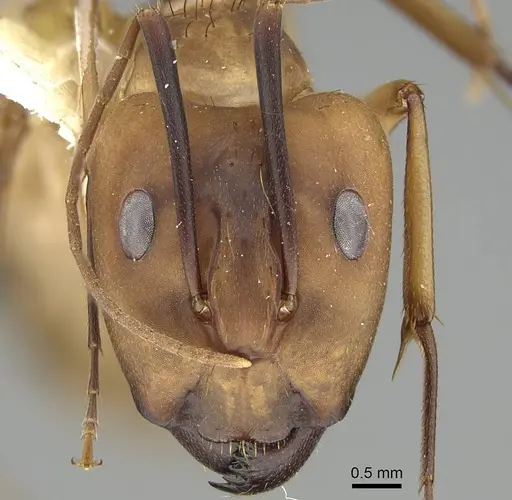 Camponotus tapia - CASENT0919828
