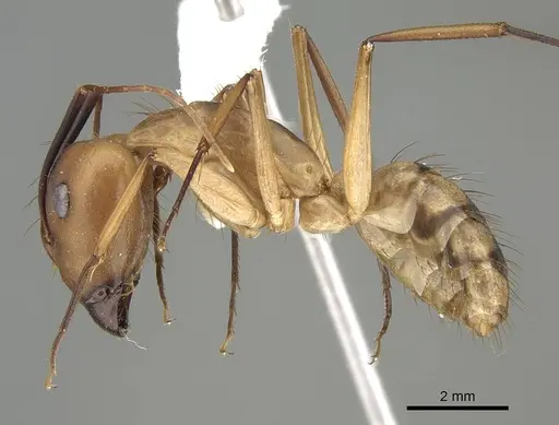 Camponotus tapia - CASENT0919828