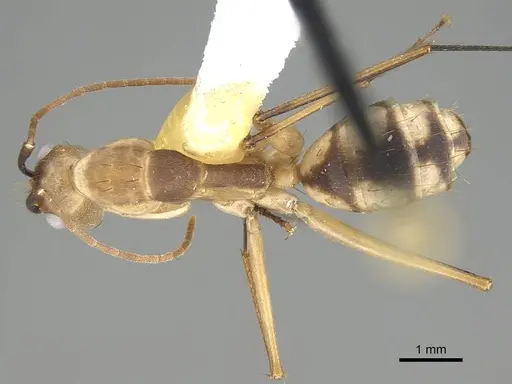 Camponotus tapia - CASENT0919831