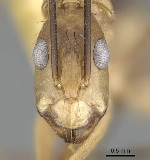 Camponotus tapia - CASENT0919831