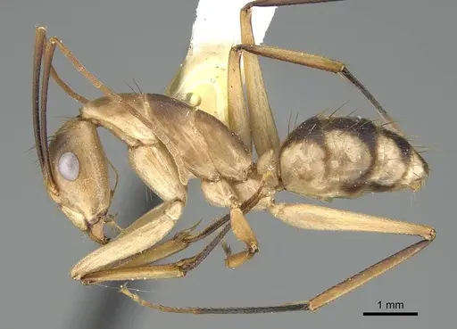 Camponotus tapia - CASENT0919831