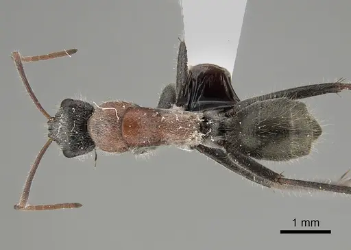 Camponotus tasmani specimen