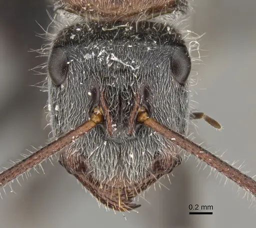 Camponotus tasmani specimen