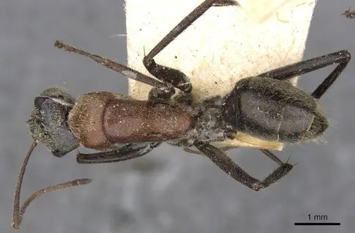 Camponotus tasmani - CASENT0910403