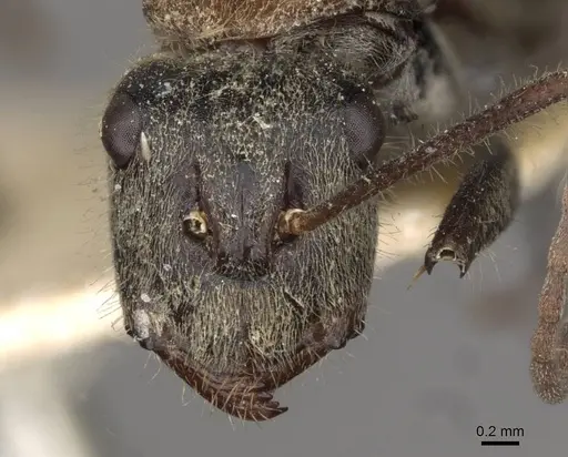 Camponotus tasmani - CASENT0910403