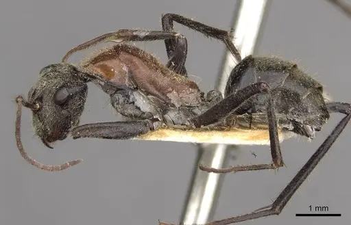 Camponotus tasmani - CASENT0910403