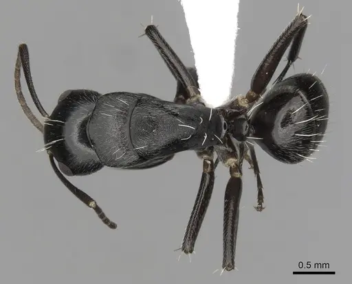 Camponotus tauricollis specimen