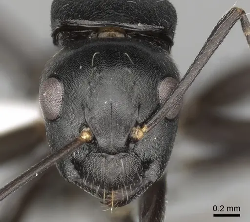 Camponotus tauricollis specimen