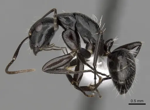 Camponotus tauricollis specimen