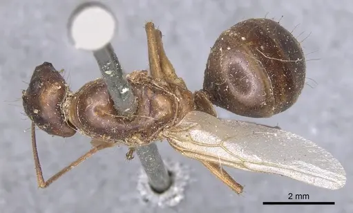 Camponotus tenuipes specimen