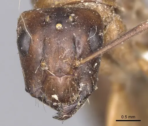 Camponotus tenuipes specimen