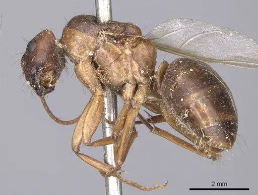 Camponotus tenuipes specimen