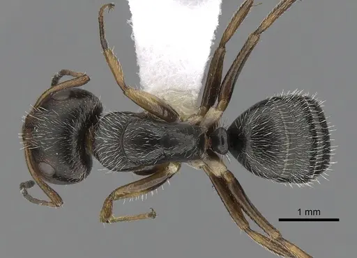 Camponotus tepicanus specimen