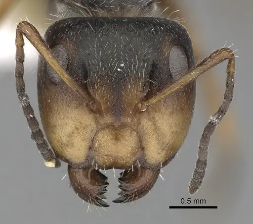 Camponotus tepicanus specimen