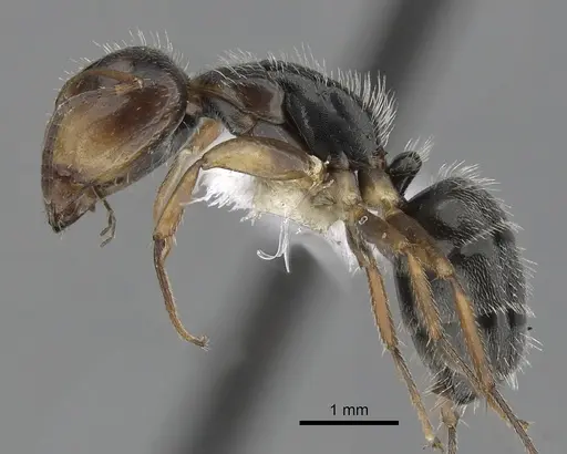 Camponotus tepicanus specimen