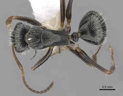 Camponotus tepicanus - CASENT0280078