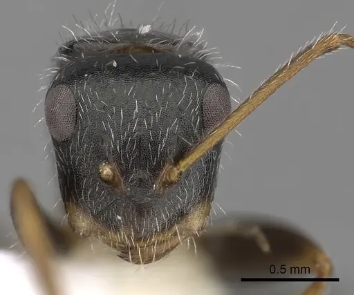 Camponotus tepicanus - CASENT0280078