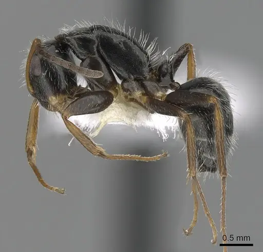 Camponotus tepicanus - CASENT0280078