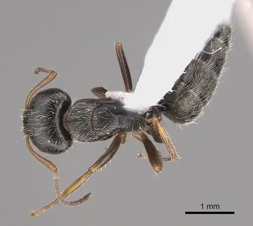 Camponotus tepicanus - CASENT0923556