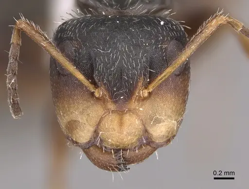 Camponotus tepicanus - CASENT0923556