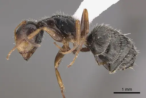 Camponotus tepicanus - CASENT0923556