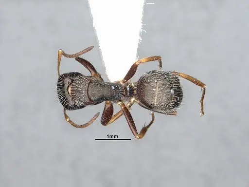 Camponotus tepicanus - CASENT4032220