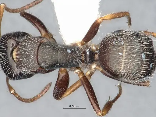 Camponotus tepicanus - CASENT4032220