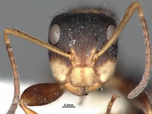 Camponotus tepicanus - CASENT4032220