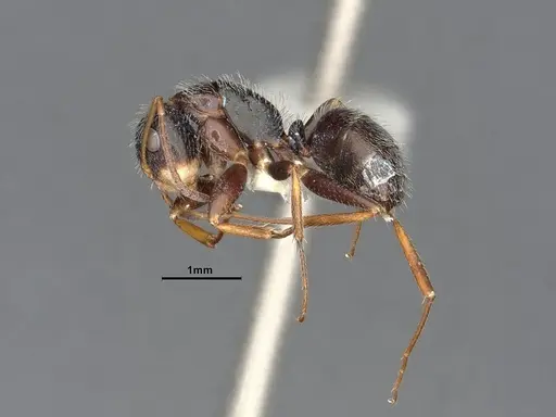 Camponotus tepicanus - CASENT4032220