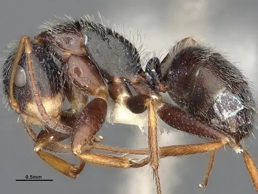 Camponotus tepicanus - CASENT4032220