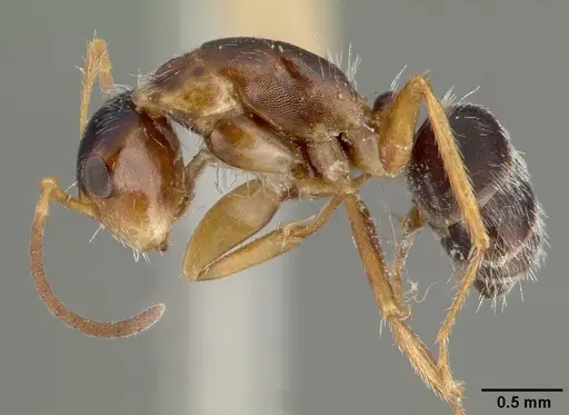 Camponotus tepicanus - CASTYPE00605