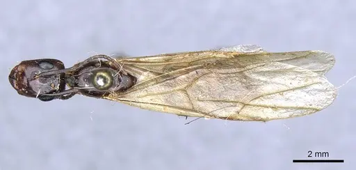 Camponotus terbimaculatus specimen