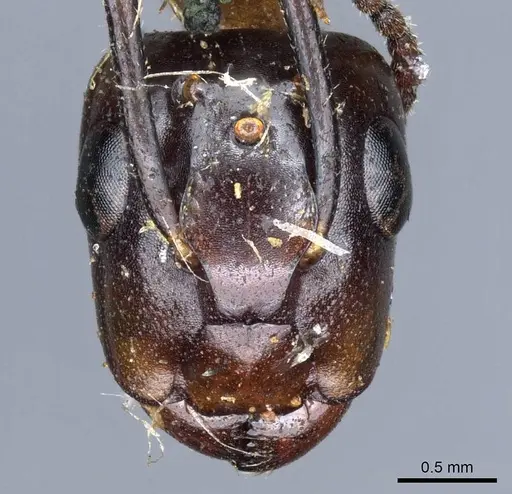 Camponotus terbimaculatus specimen