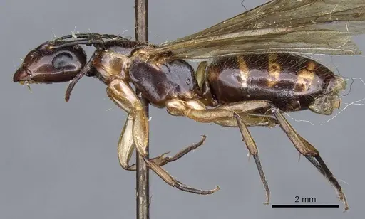 Camponotus terbimaculatus specimen